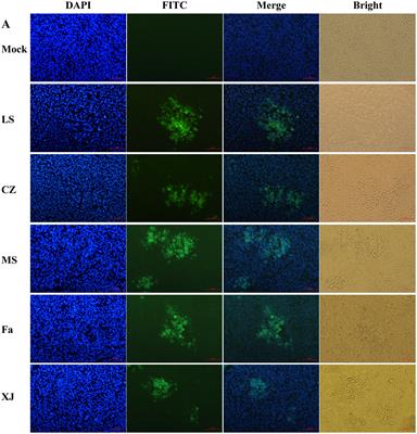 Pathogenicity characteristics of different subgenotype pseudorabies virus in newborn piglets